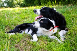 dog guiding dog